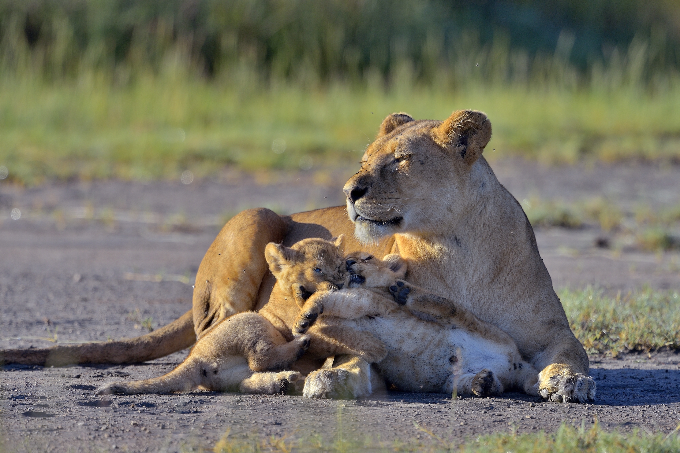 Ngorongoro Cocervation Area - Leonessa con cuccioli