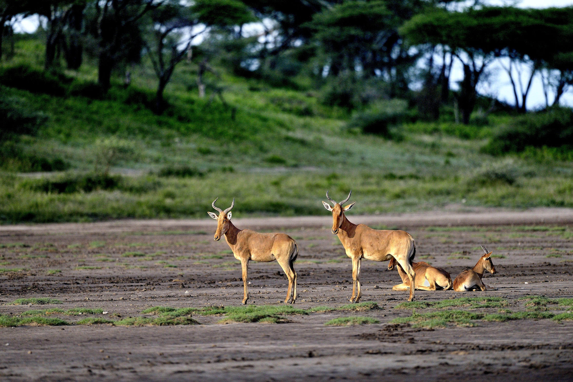 Ngorongoro Cocervation Area - Topi
