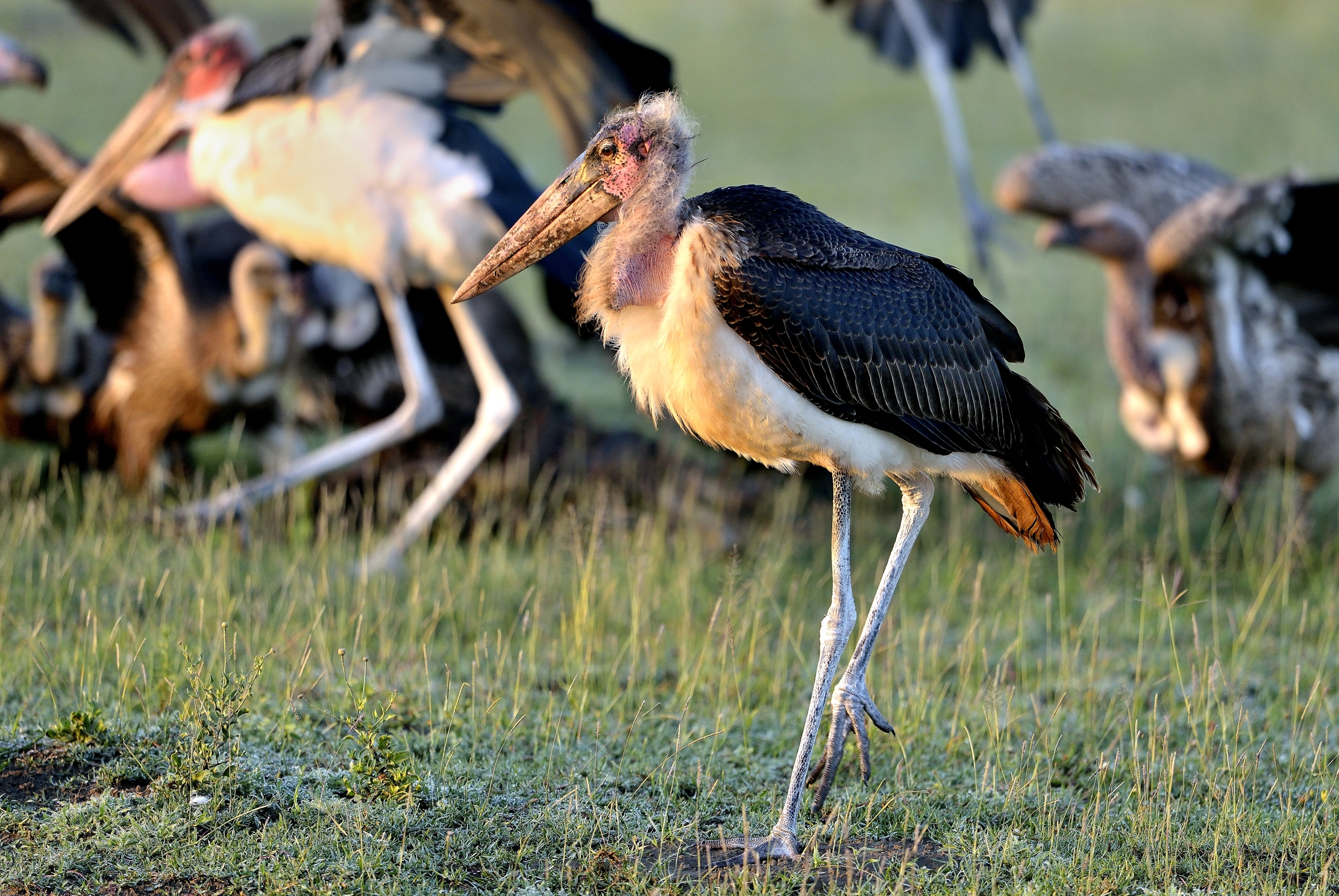 Ngorongoro Cocervation Area - Marabu