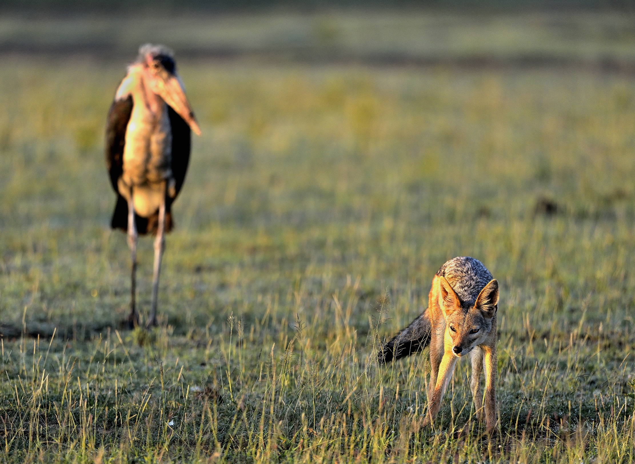 Ngorongoro Conservation Area - Sciacallo