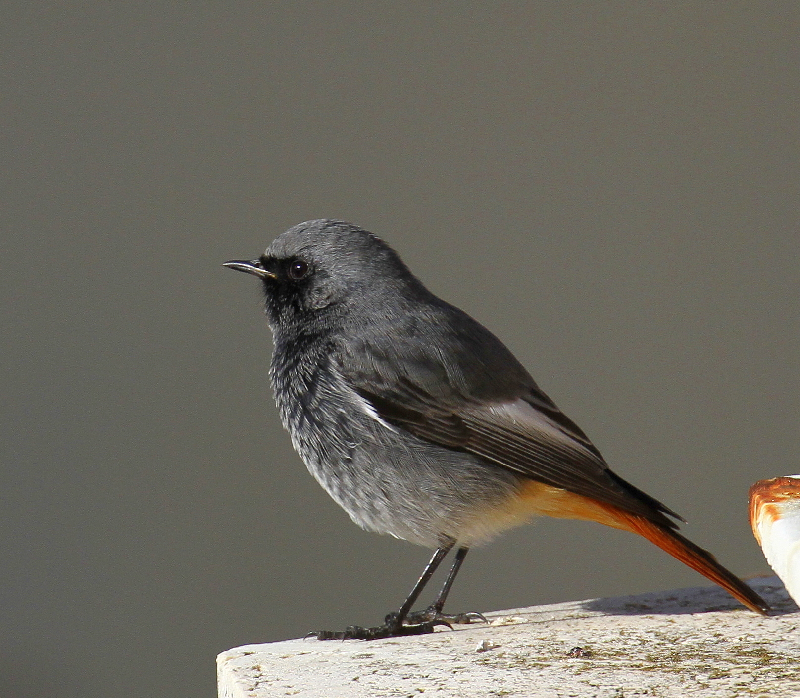Redstart Sweeps
