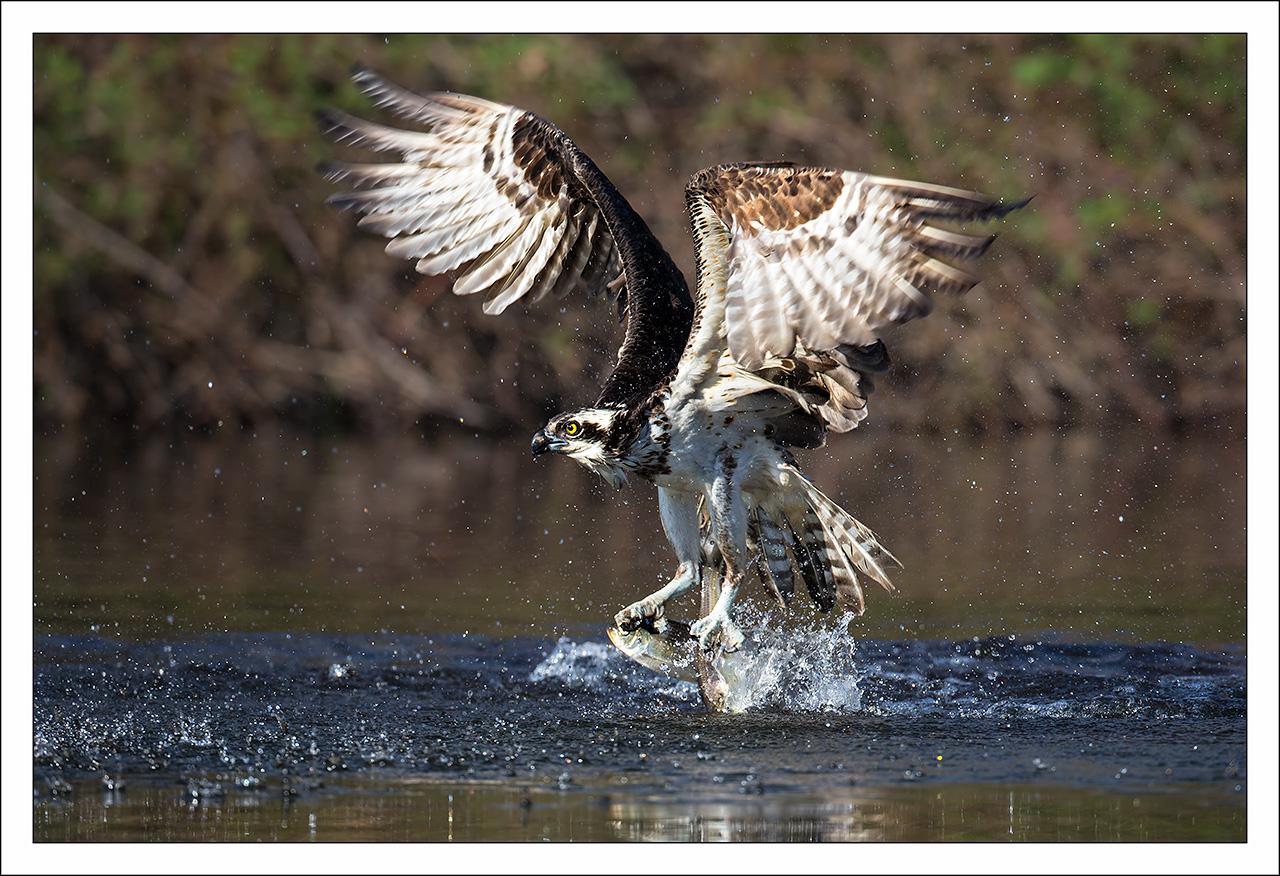 Osprey