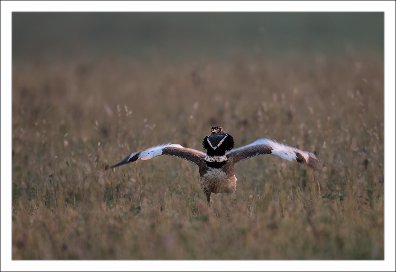 Little Bustard