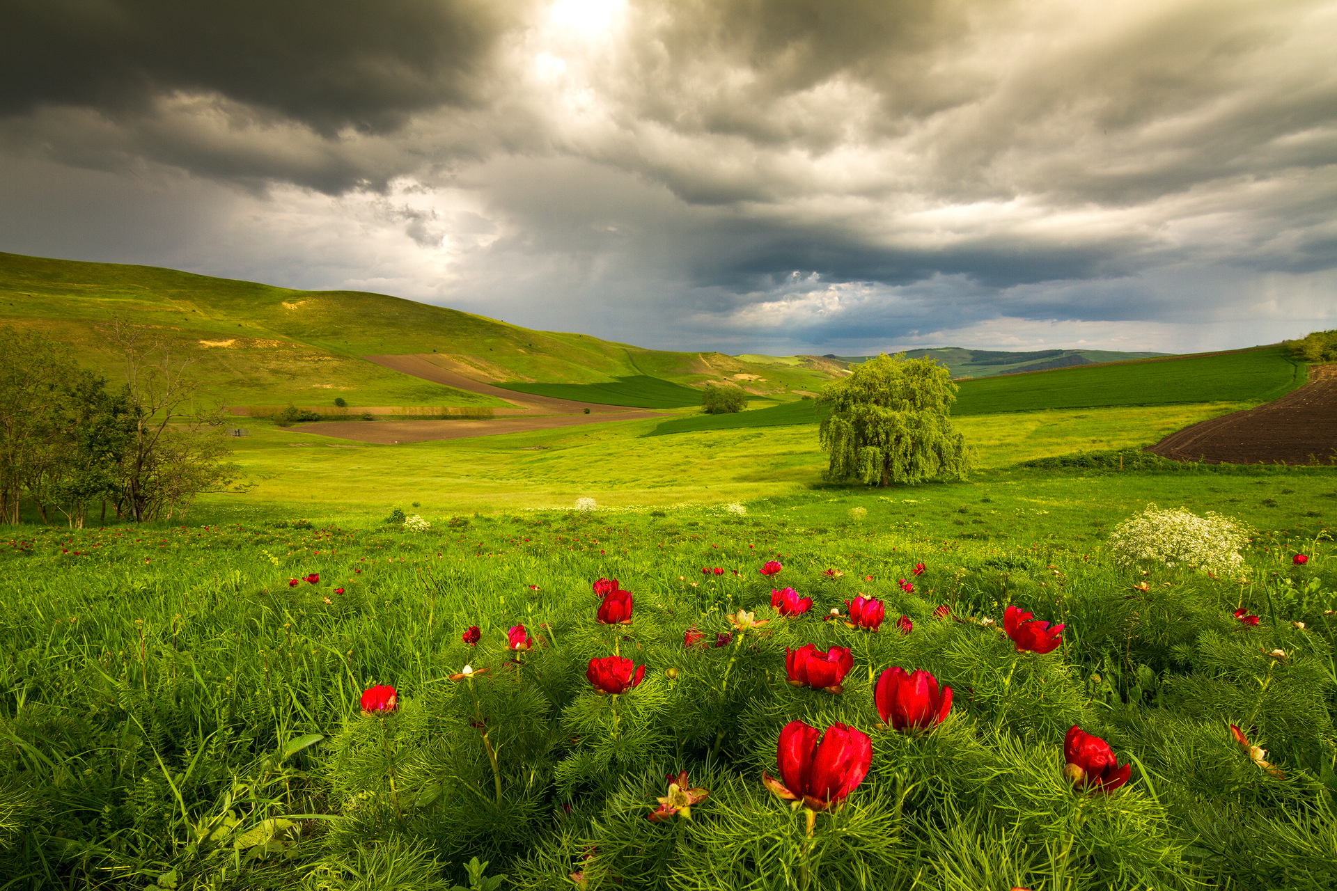 peonies in the storm