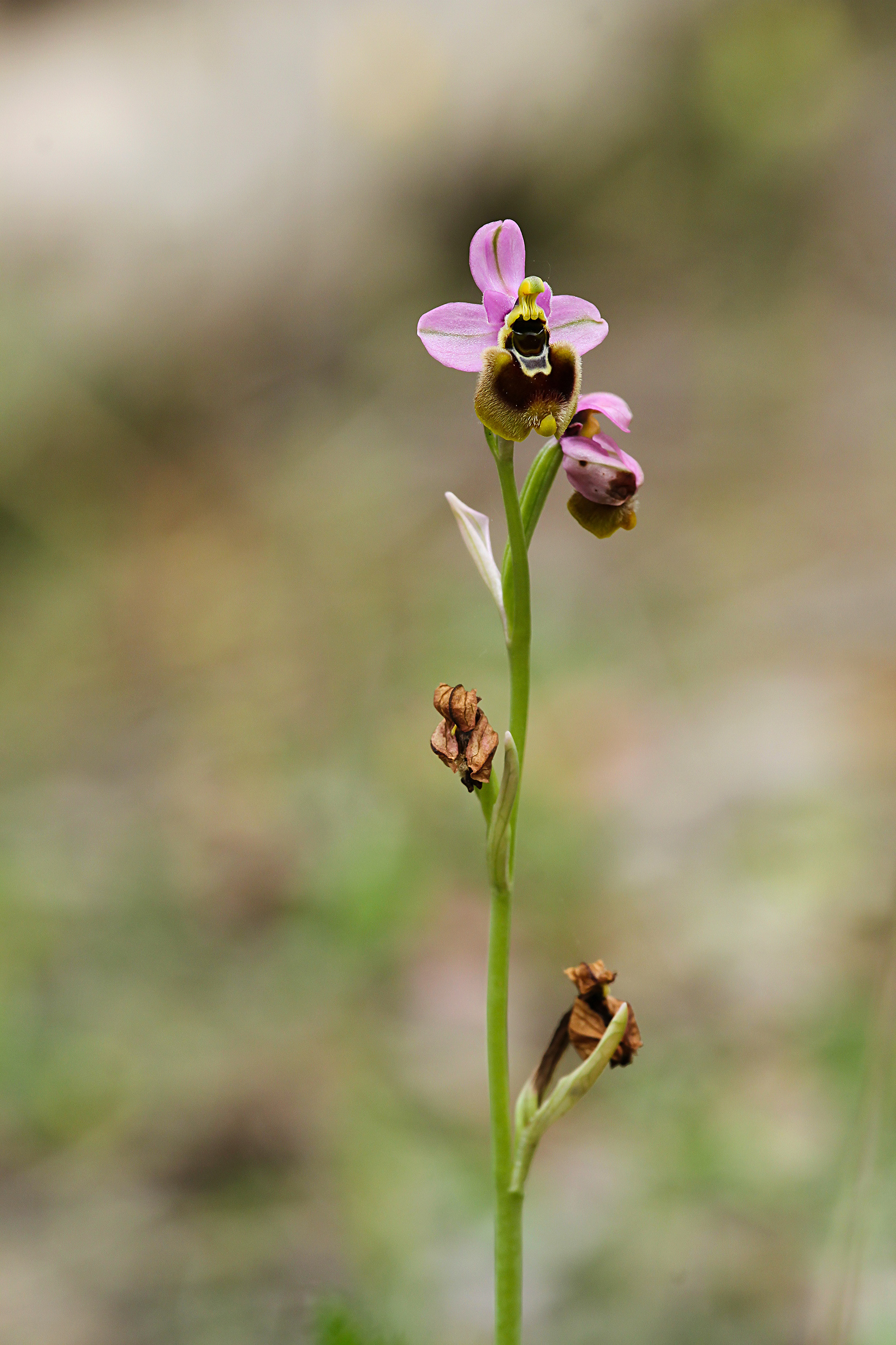 Ophrys tenthredinifera