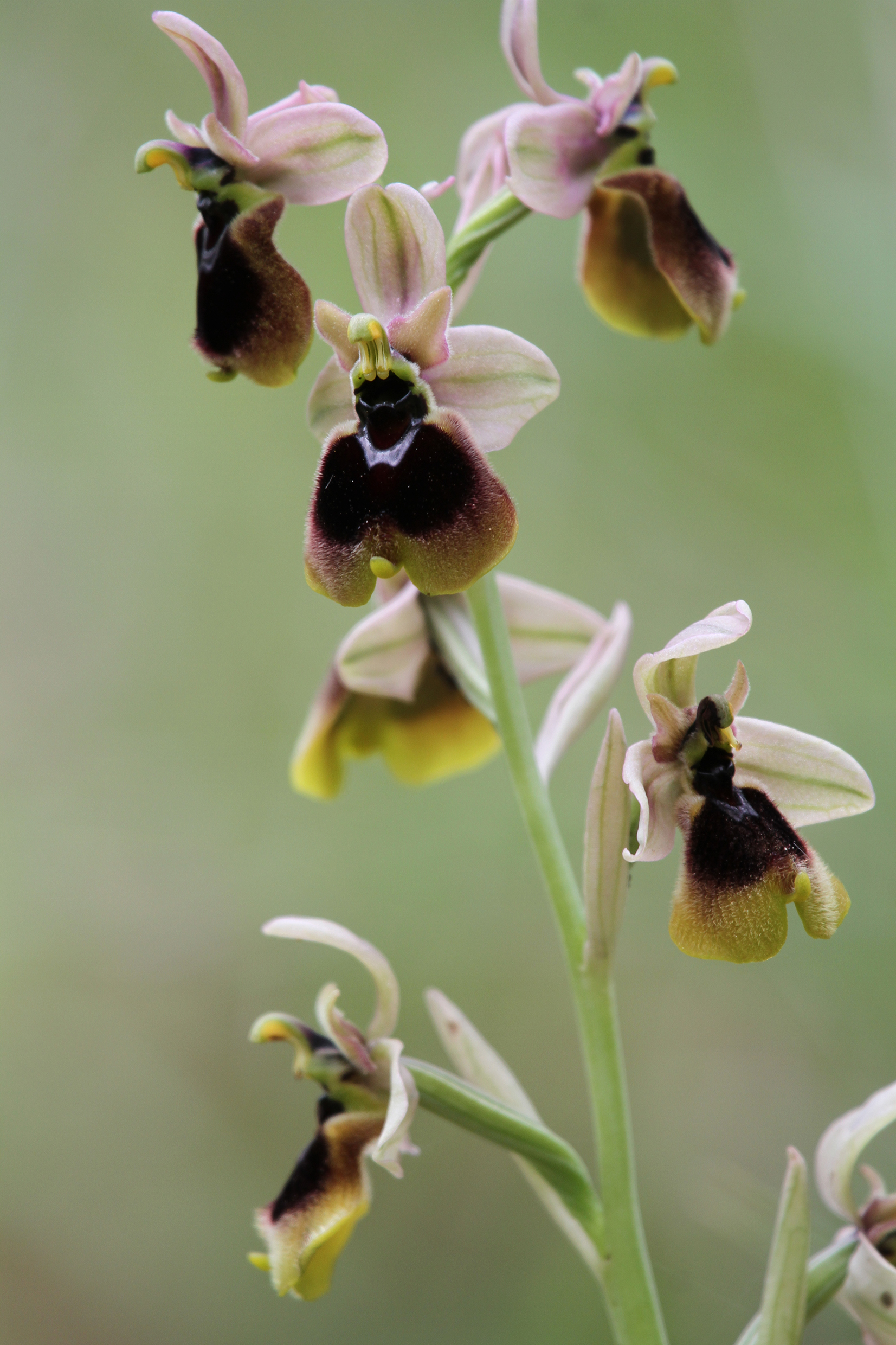 Ophrys normanii