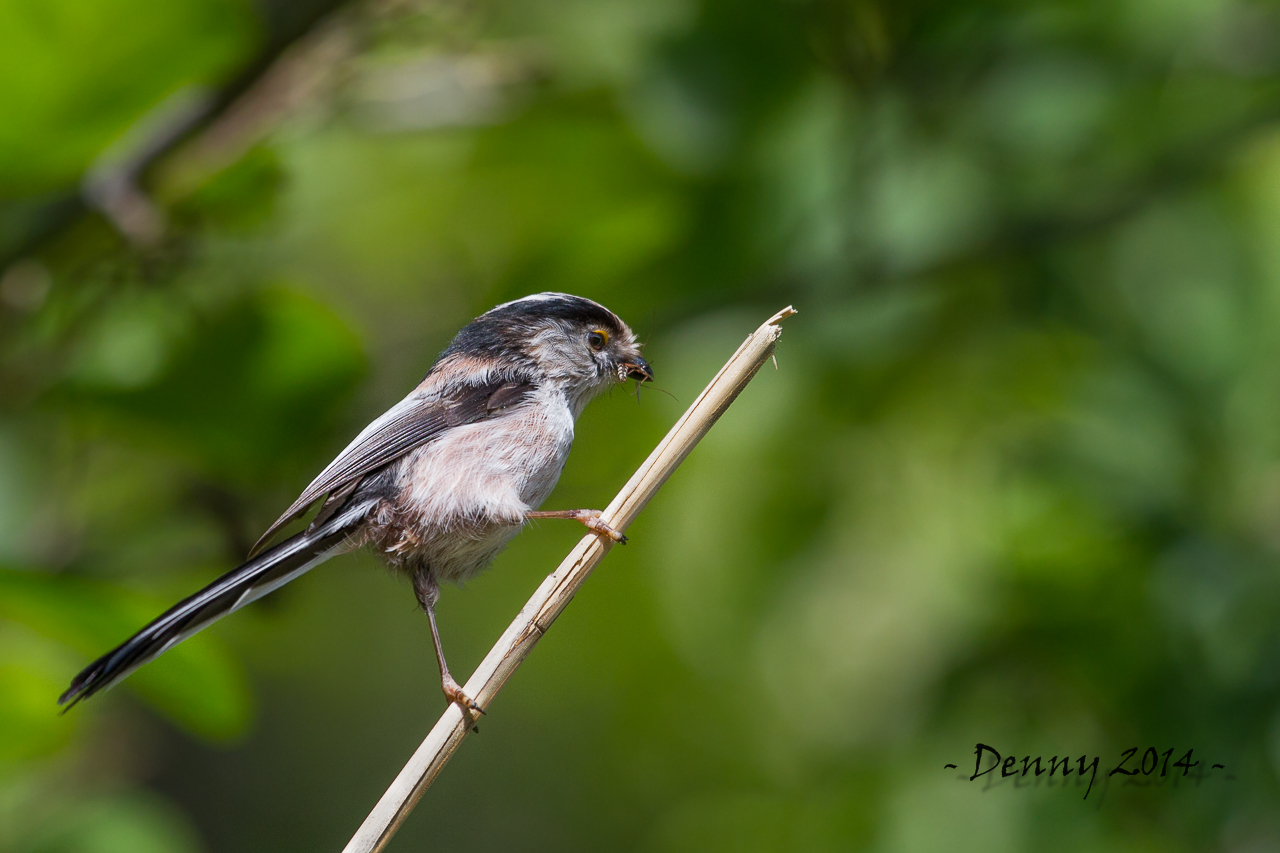 Long-tailed Tit with prey