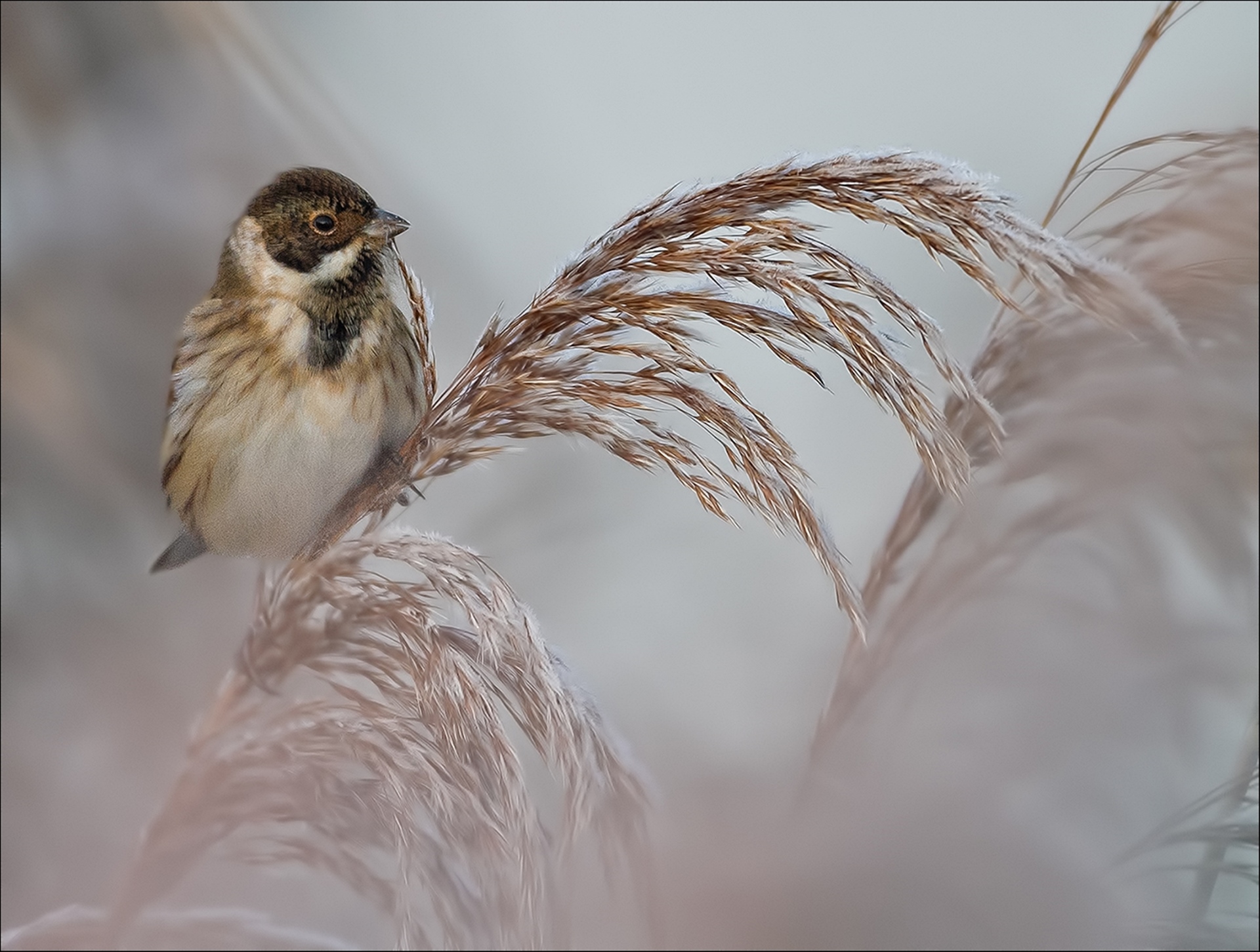 Reed Bunting