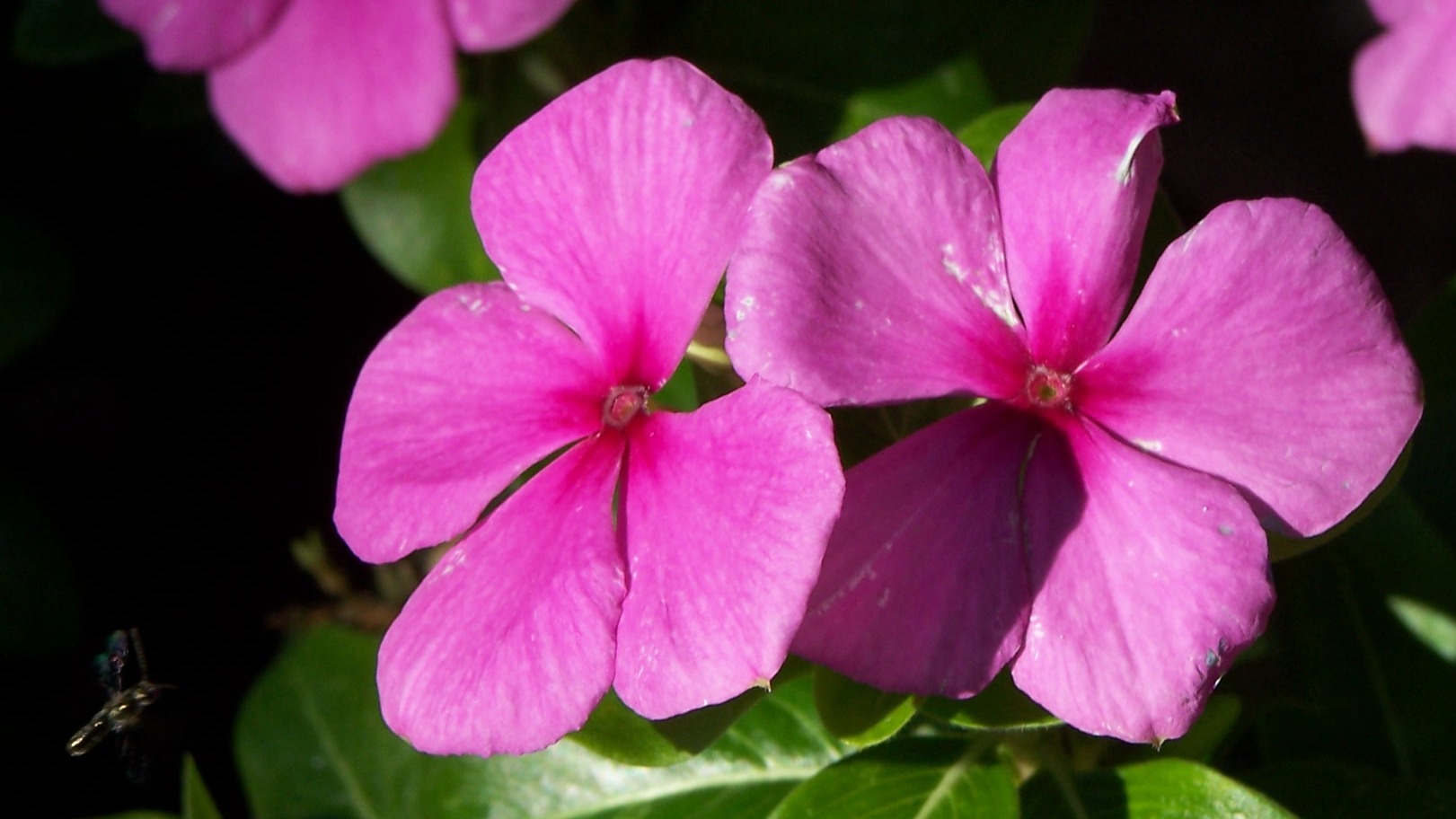 Flowers with insects in flight