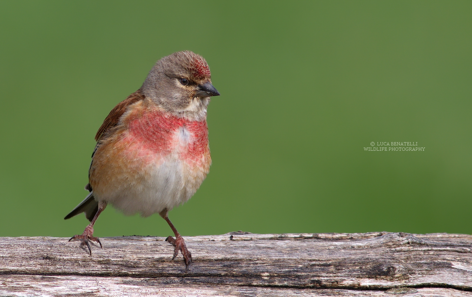 Linnet
