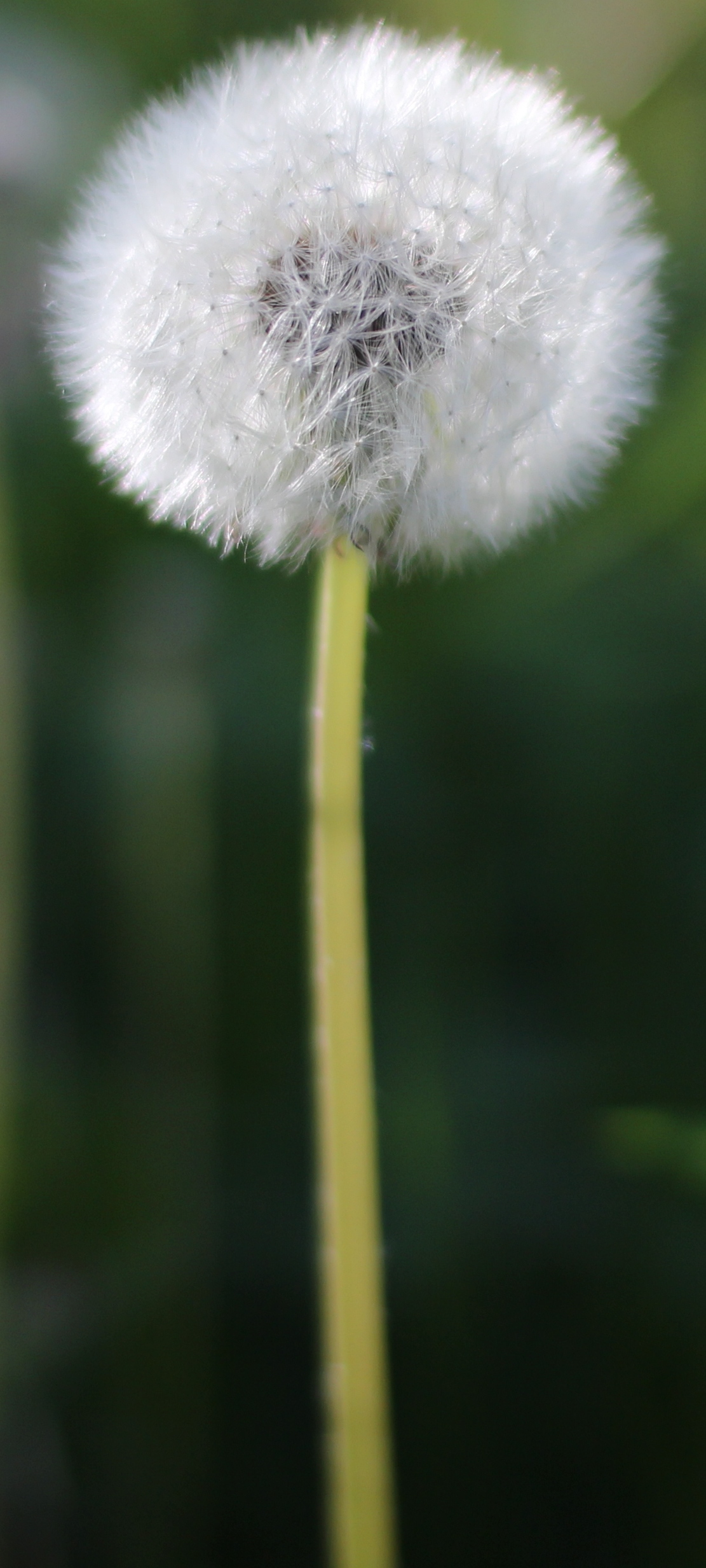 Dandelion