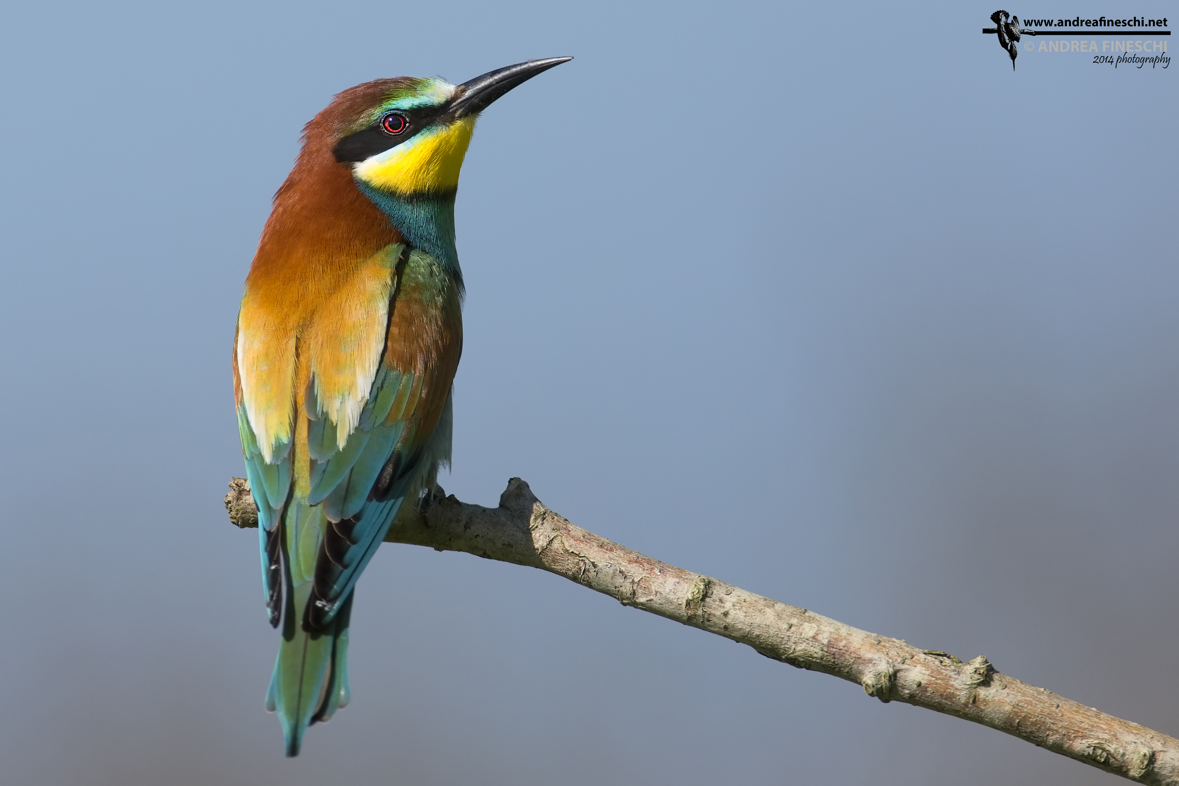 I primi arrivati del 2014