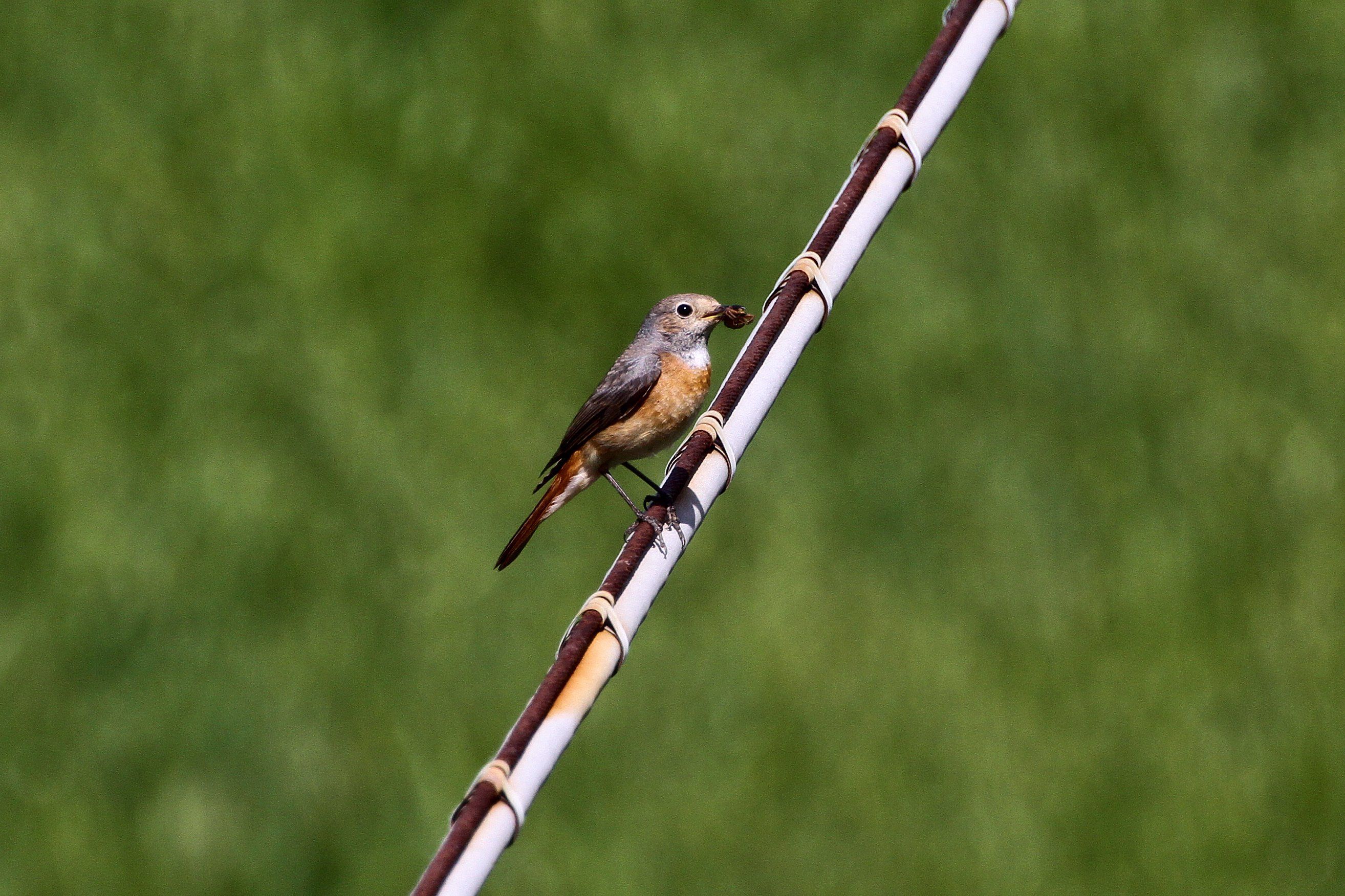 female blackcap