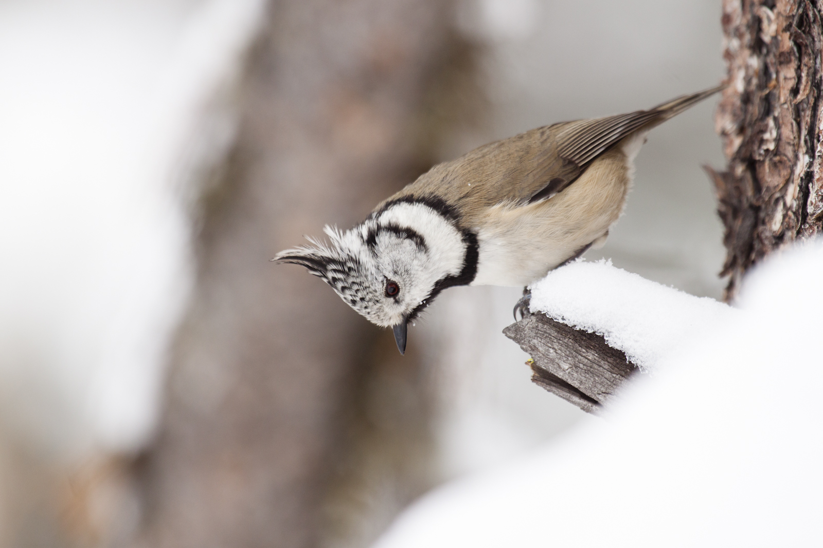 Crested Tit