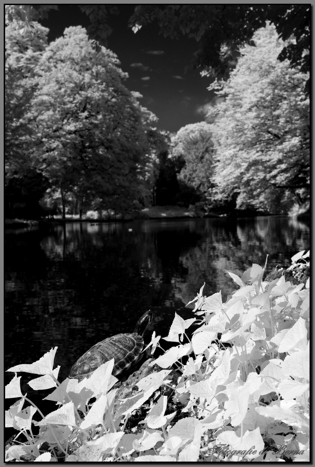 Parco di Monza infrarosso