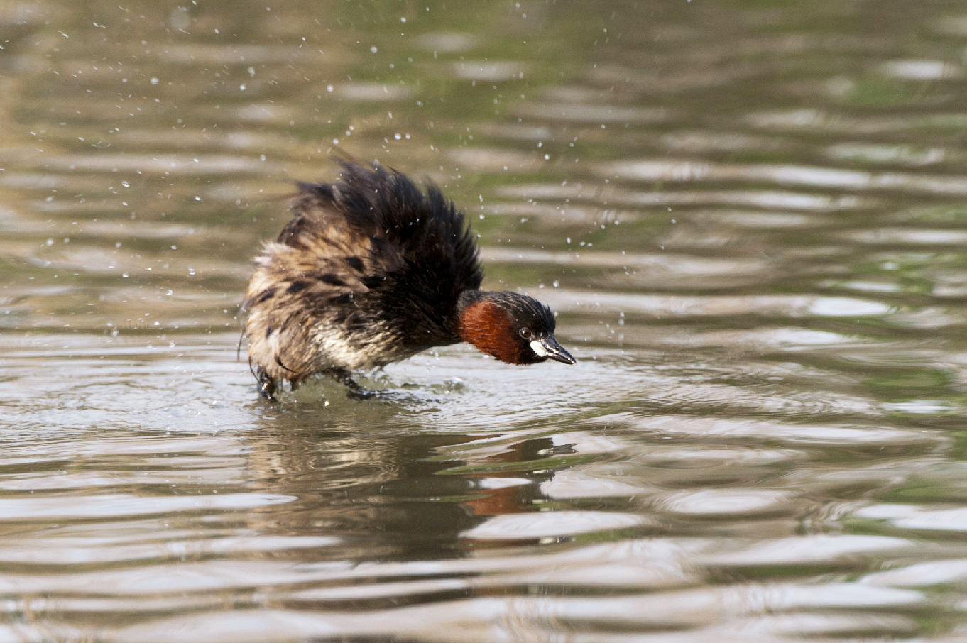 Little Grebe
