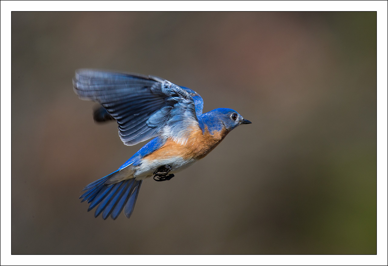 Eastern bluebird male