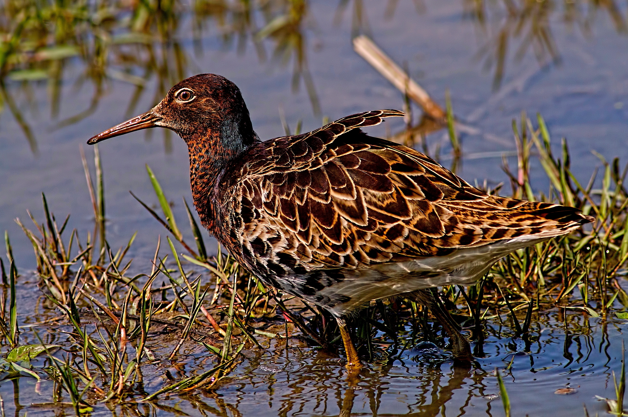 Combattente in abito
