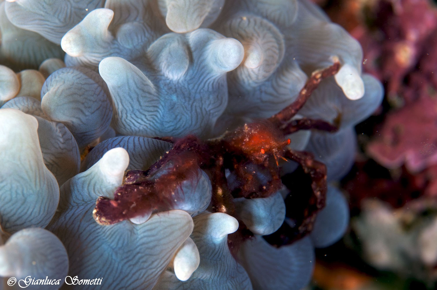 Puerto Galera-orangutan crab