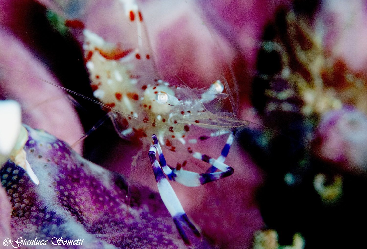 Puerto galera-anemone shrimp