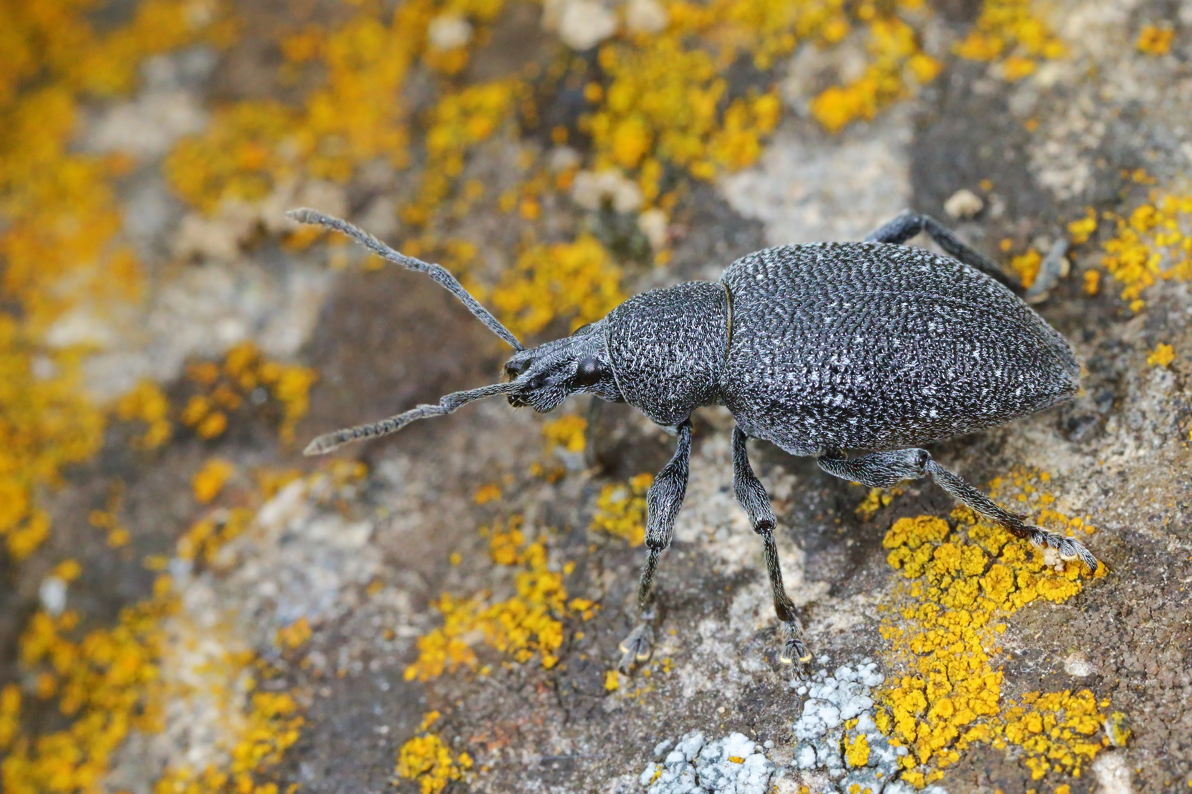 Weevil