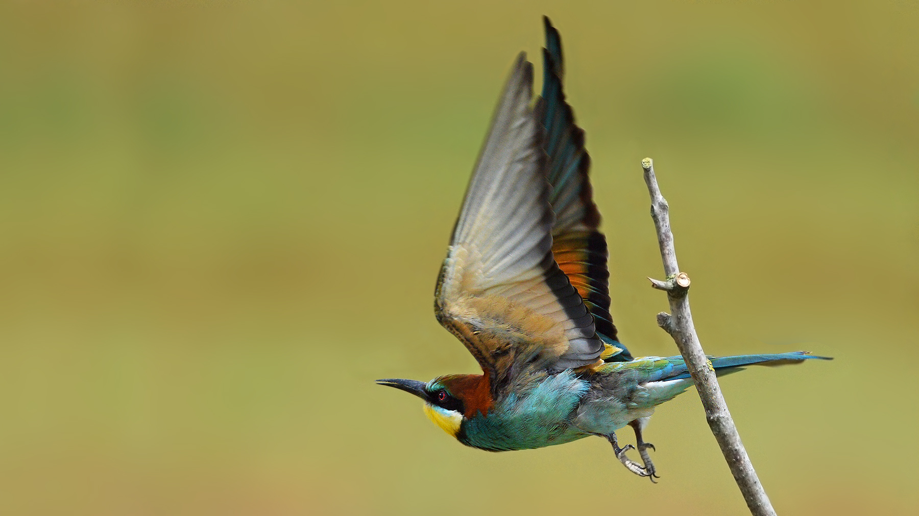 bentornati gruccioni