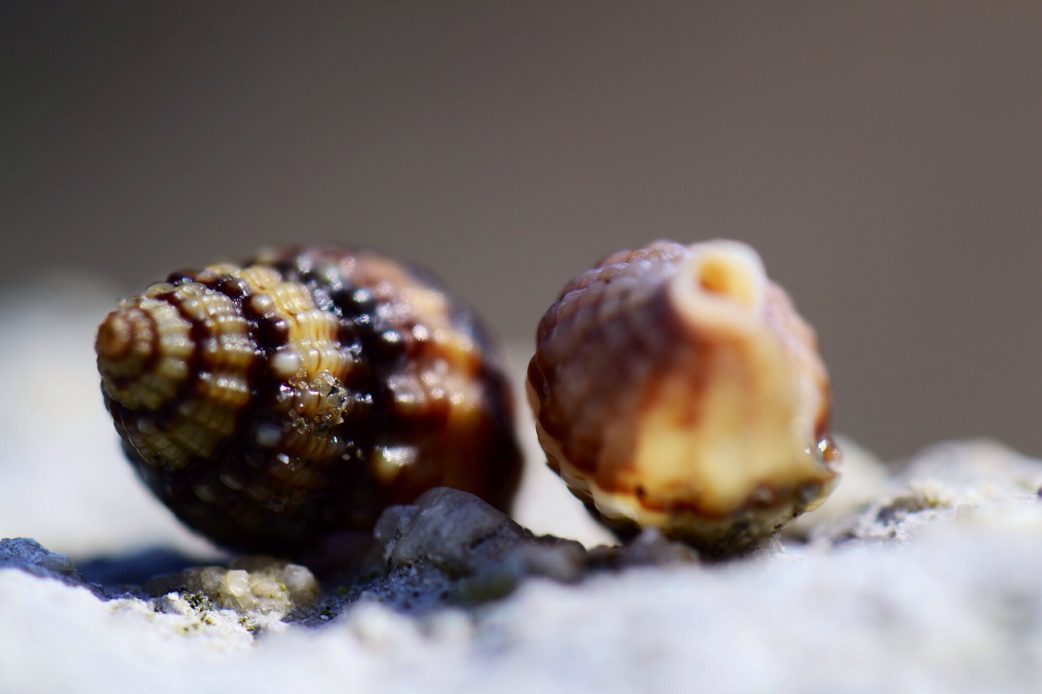 In giro per la spiaggia di Portogaribaldi