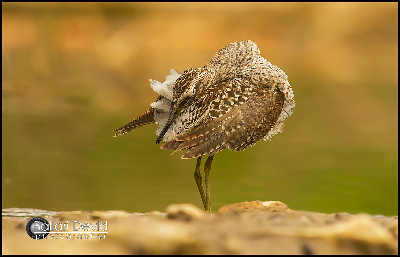 il lavaggio del piro piro boschereccio alle ultime luci