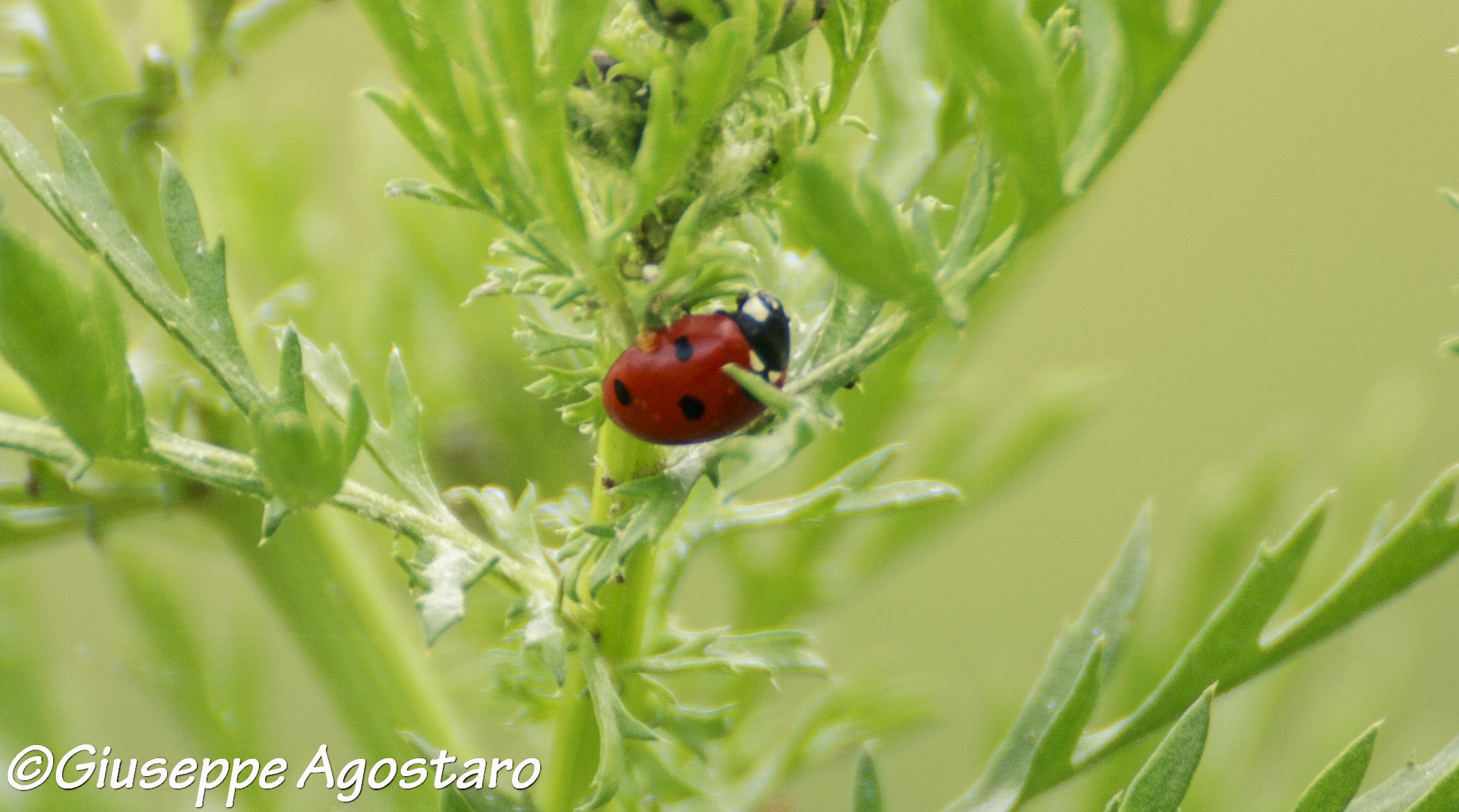 coccinella