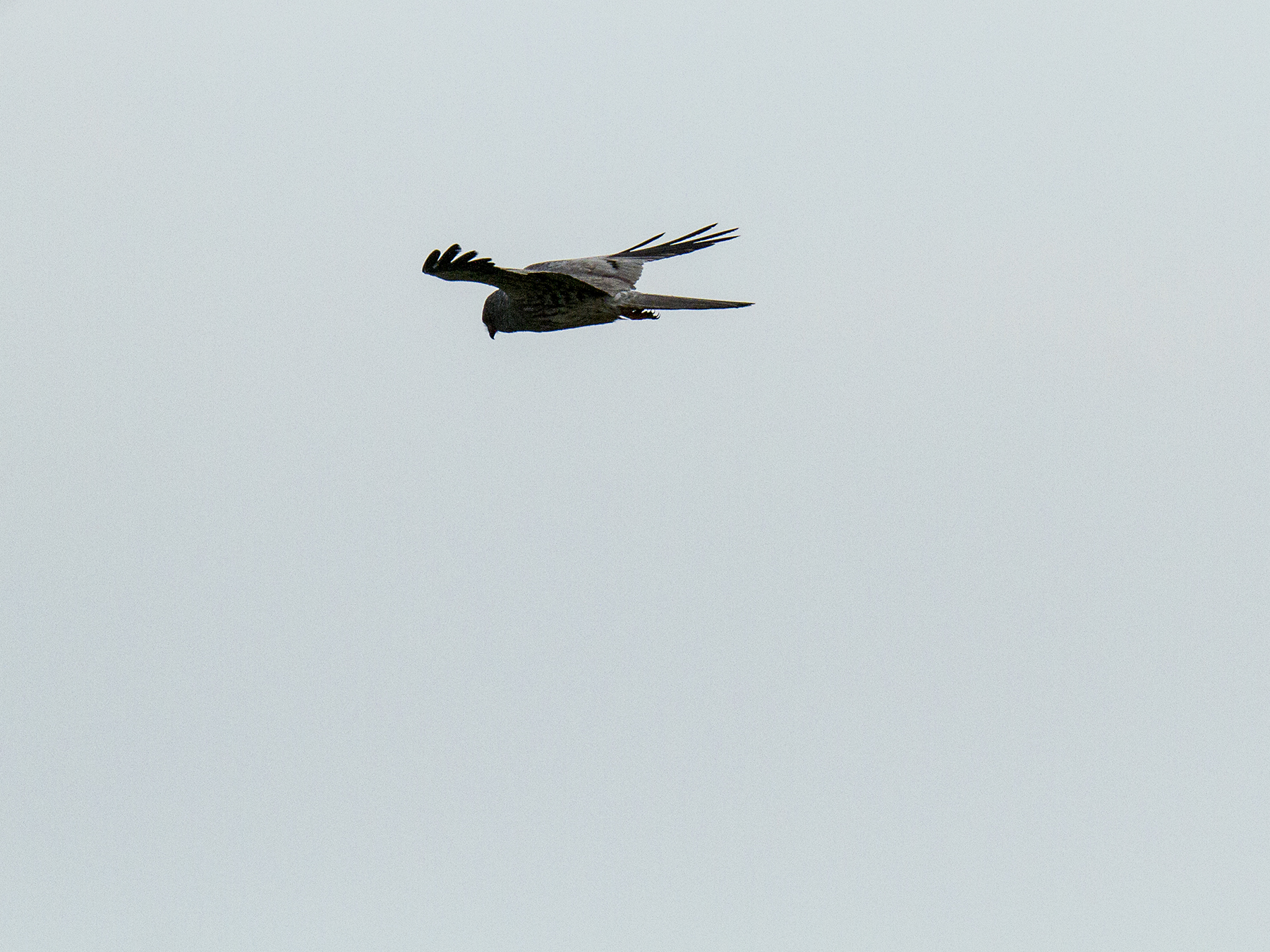 hen harrier, a bit like this ... but there is!
