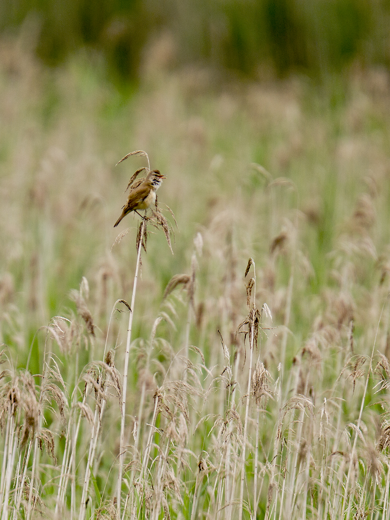 reed warbler