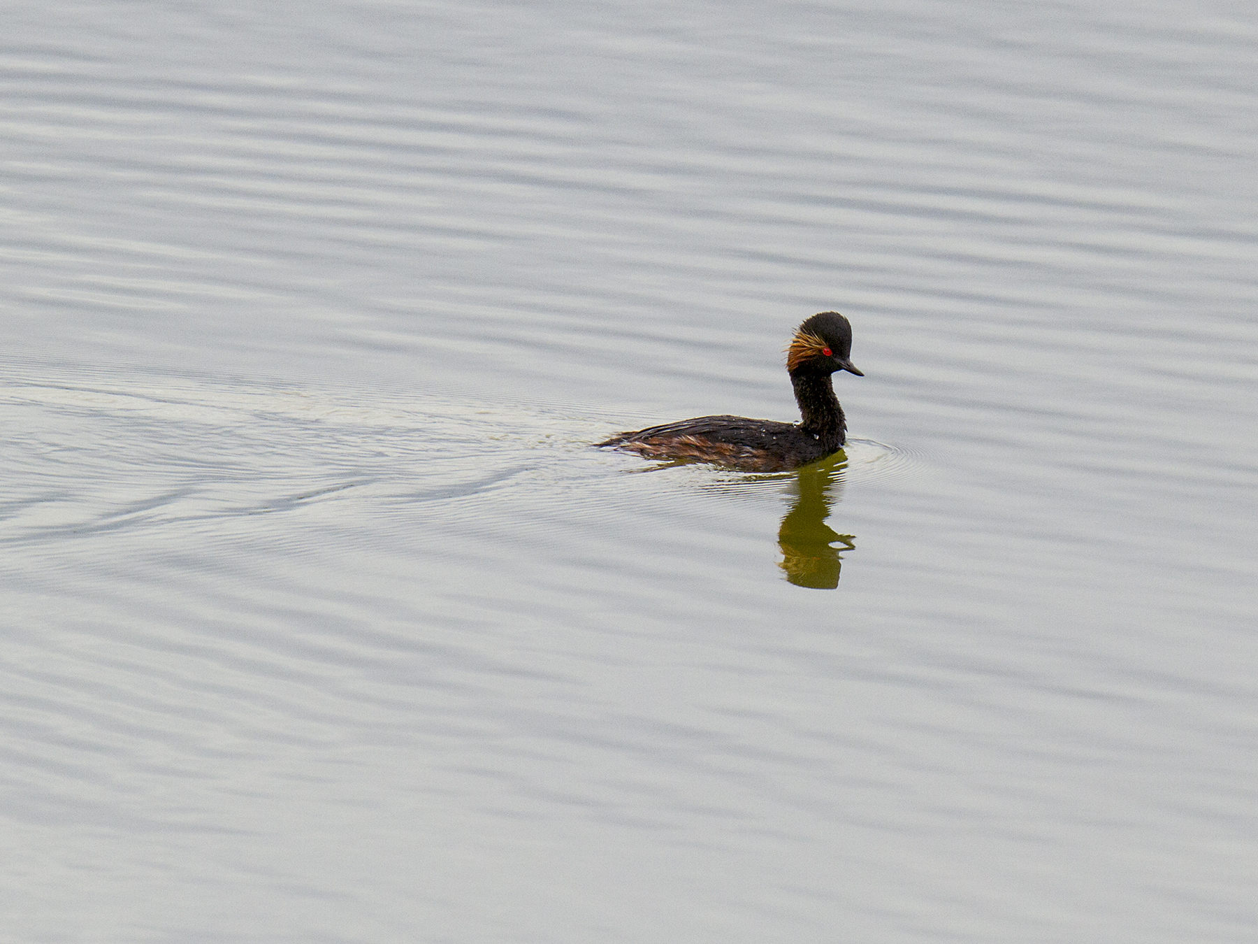 Black-necked Grebe