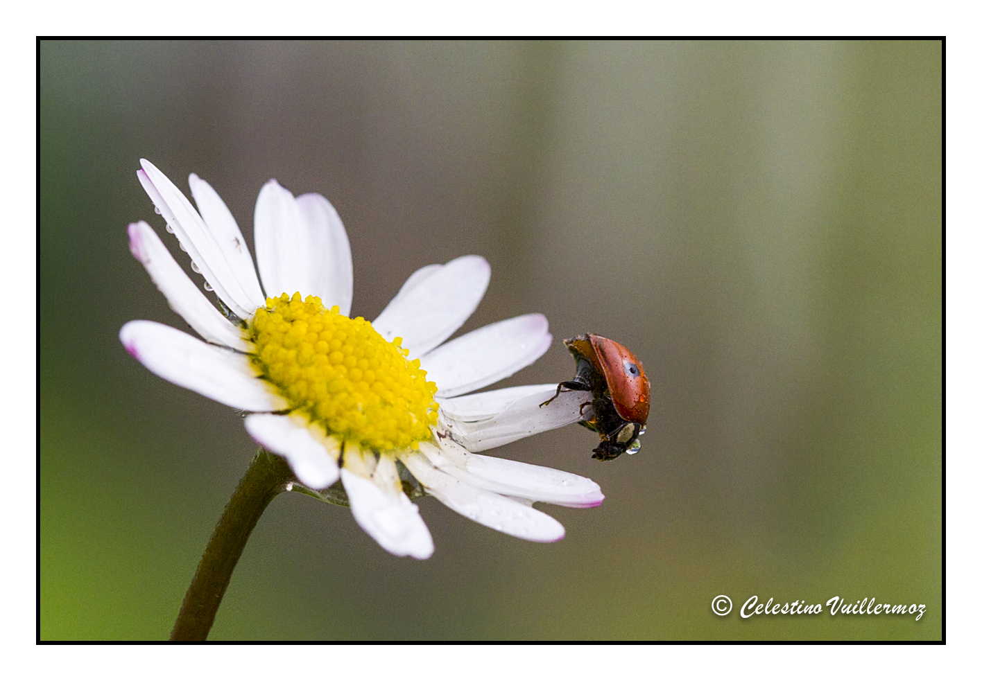 cocinella sulla pratolina