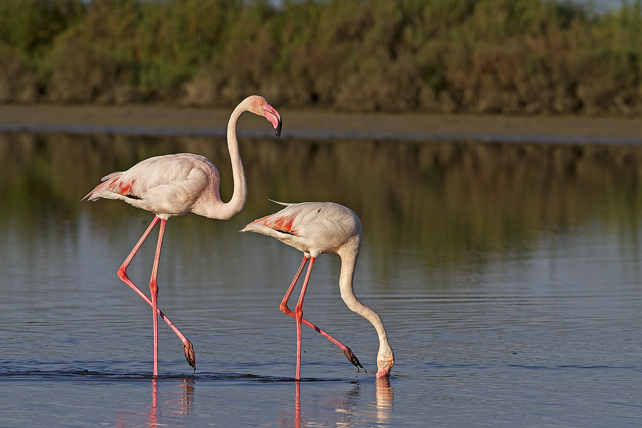 flamingos