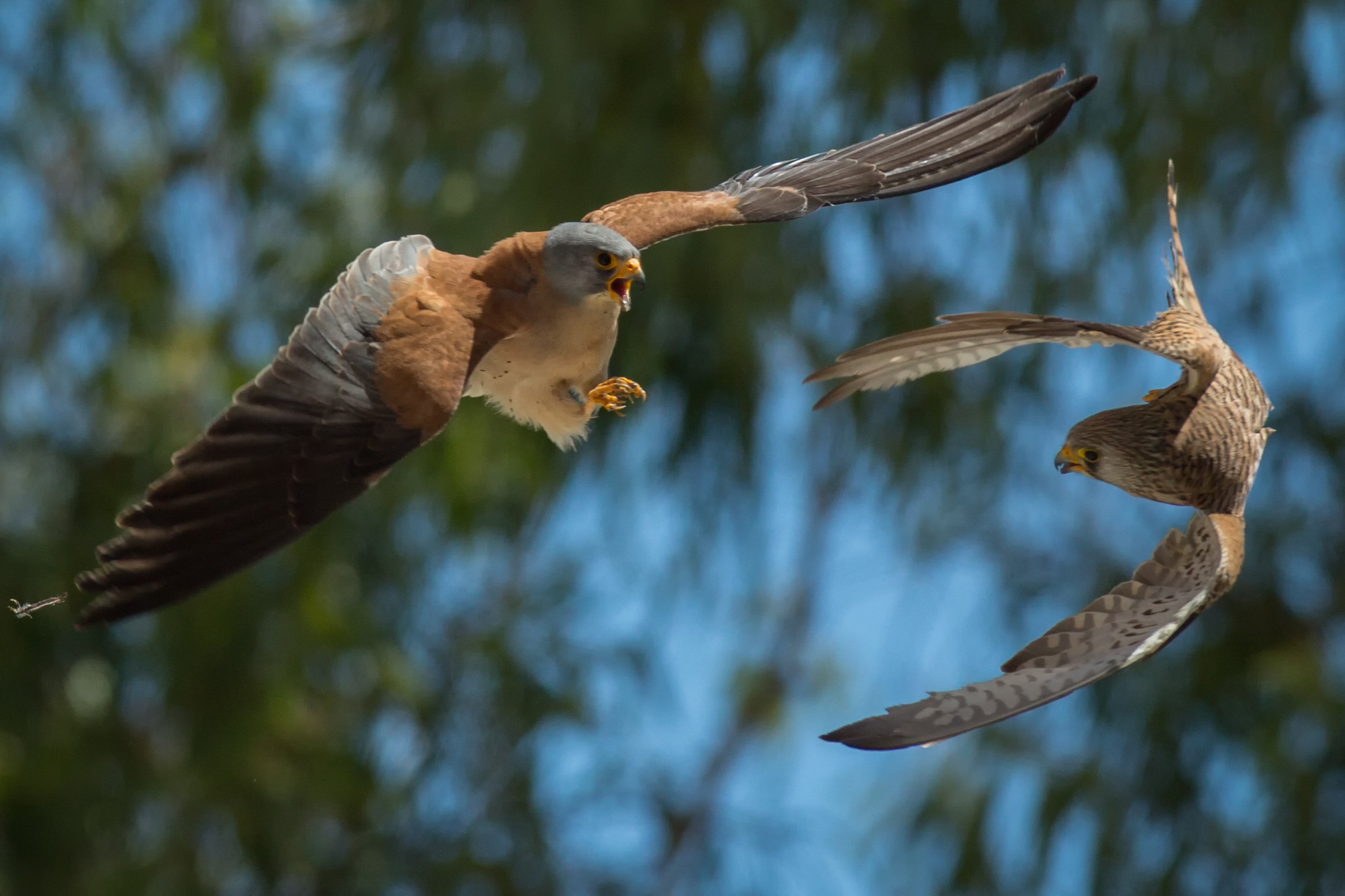 Lesser Kestrel Lesser Kestrel against
