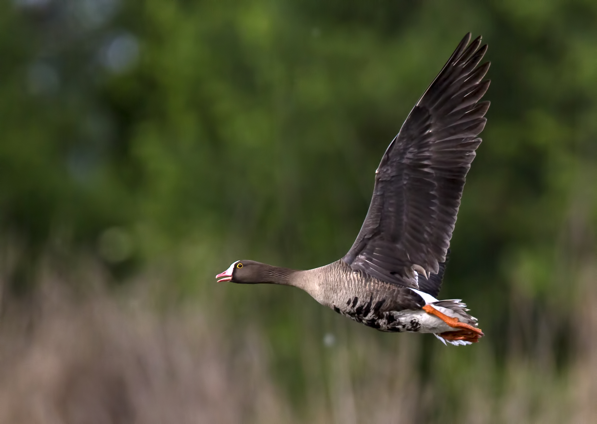 Lombardella minore al volo