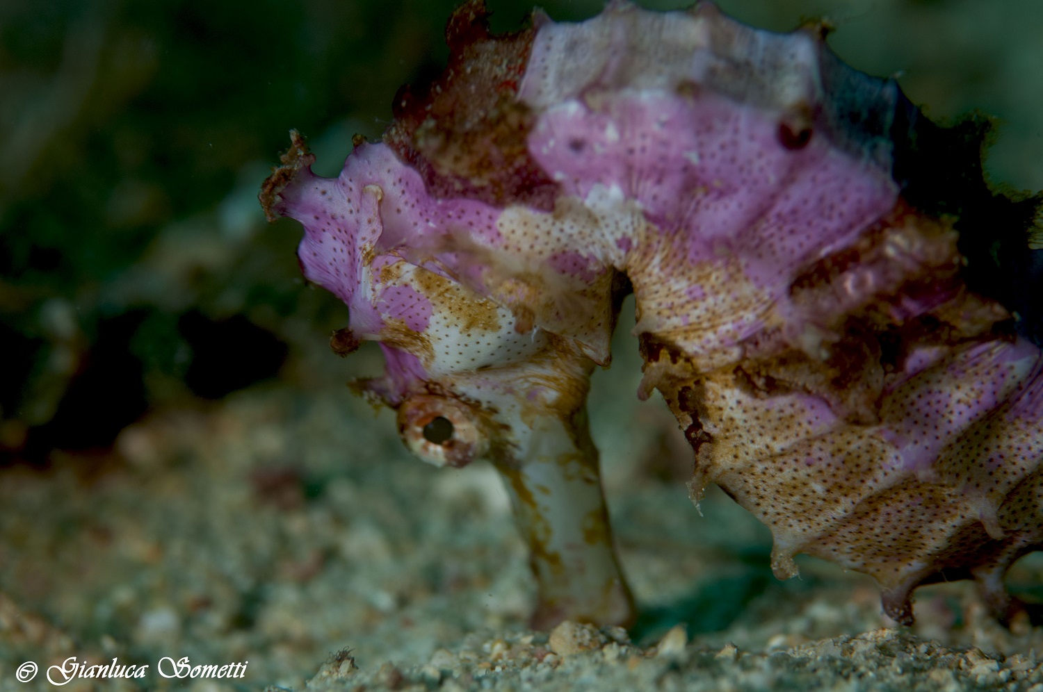 Puerto Galera / Philippines