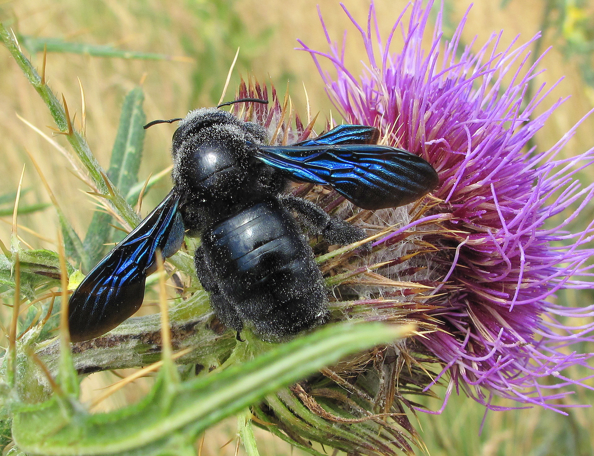Xylocopa violacea