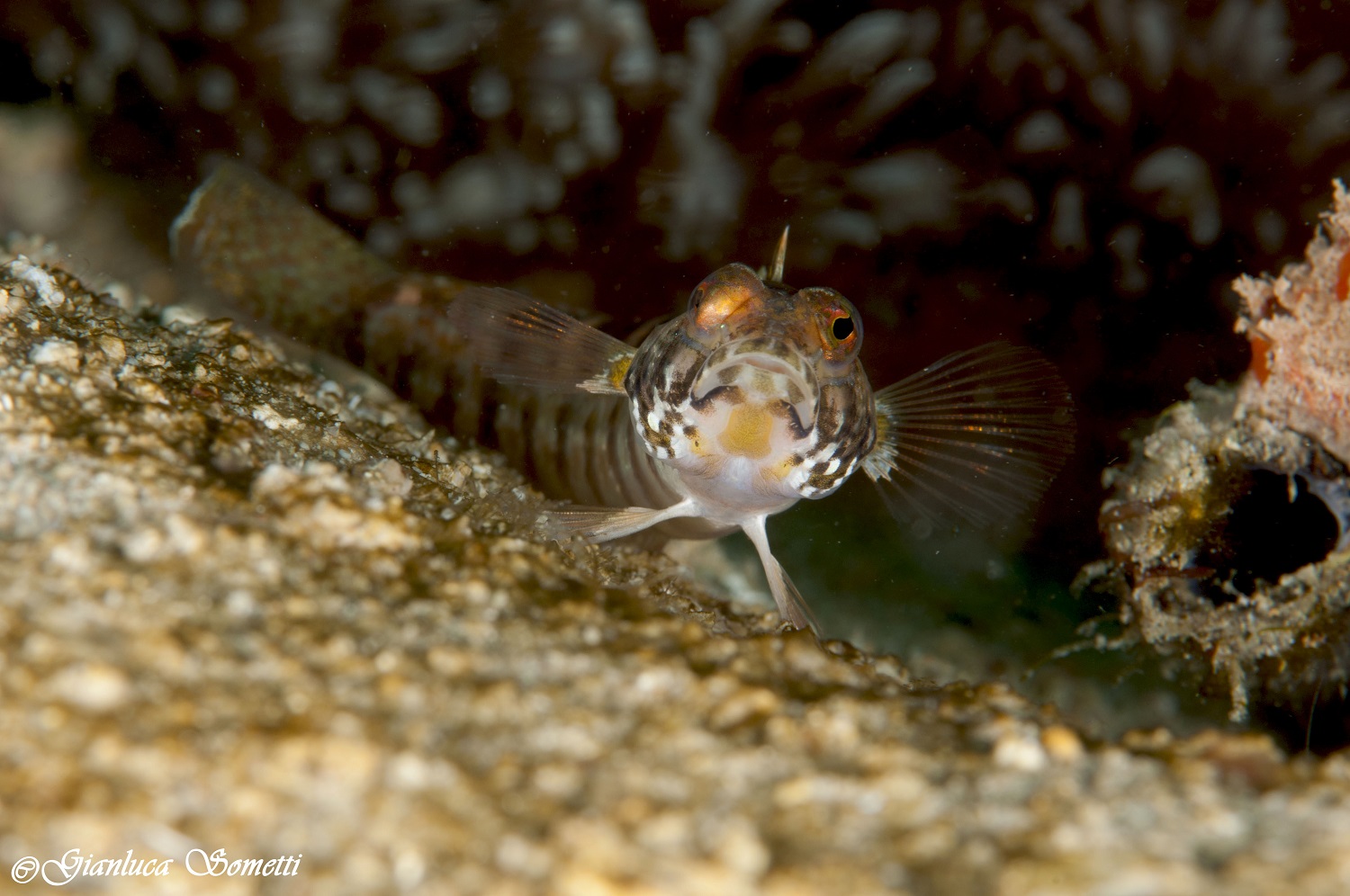Puerto Galera - jawfish