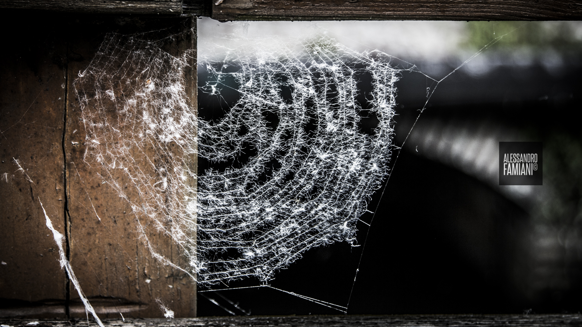 in the spider's web