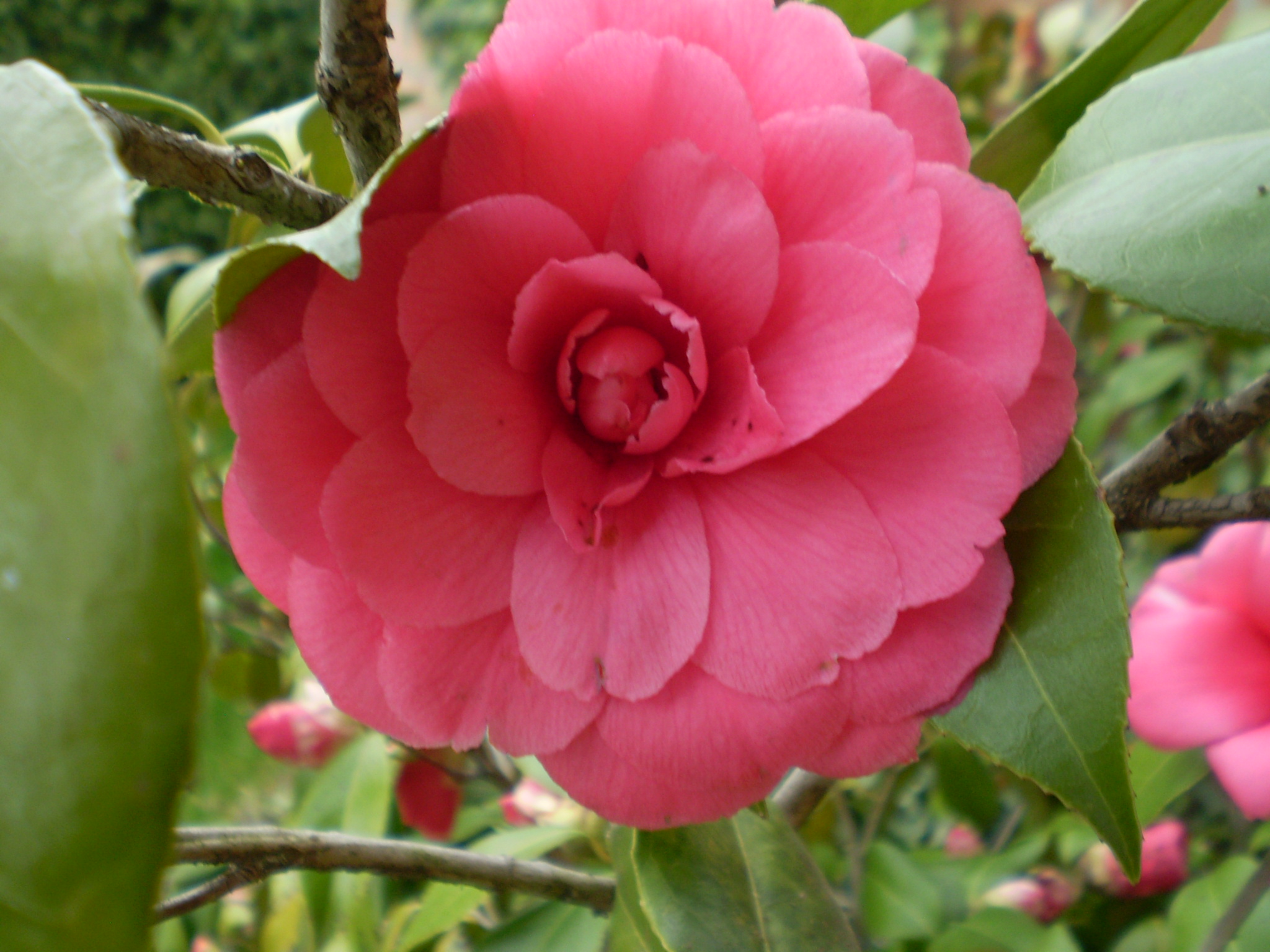camelia