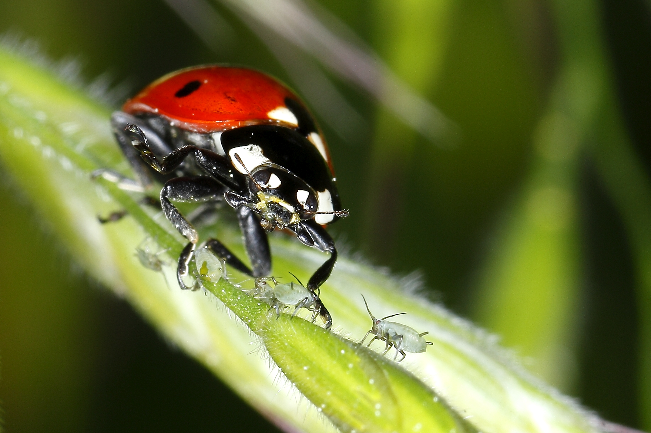 Coccinella golosa