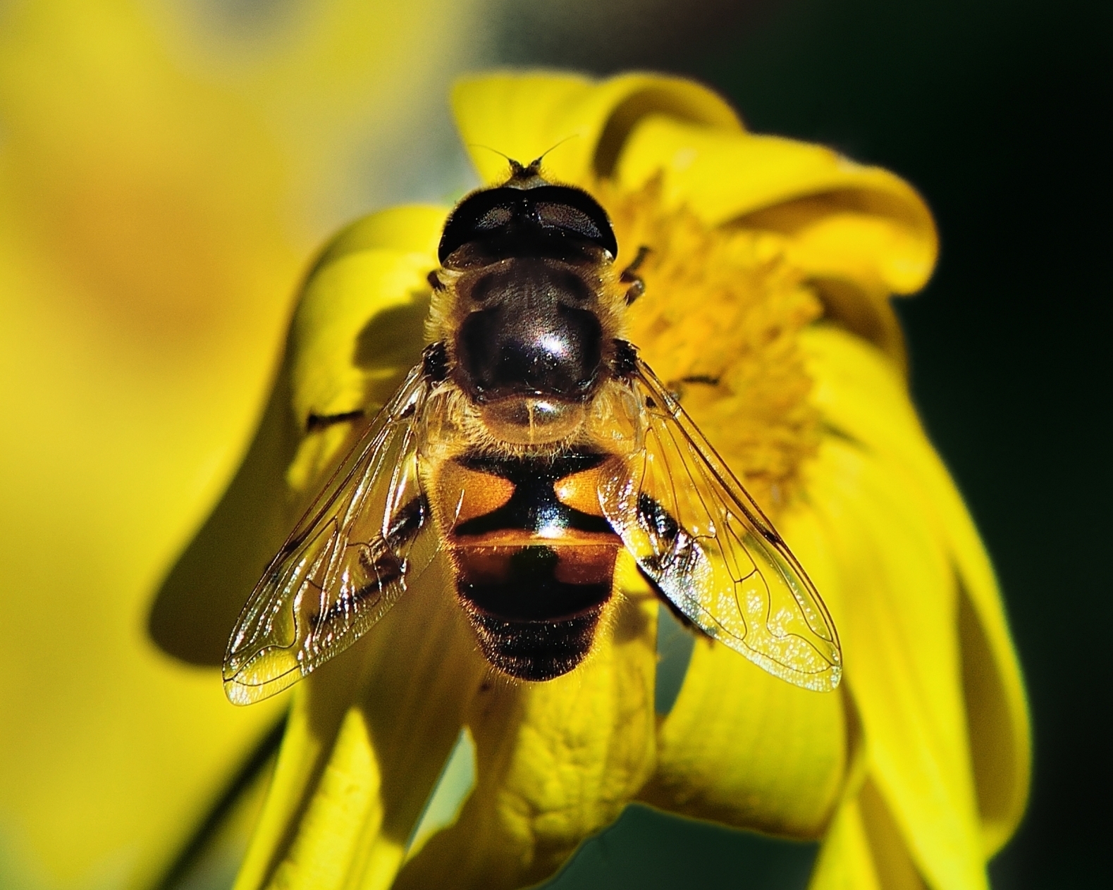 mosca (Syrphidae) su fiore giallo