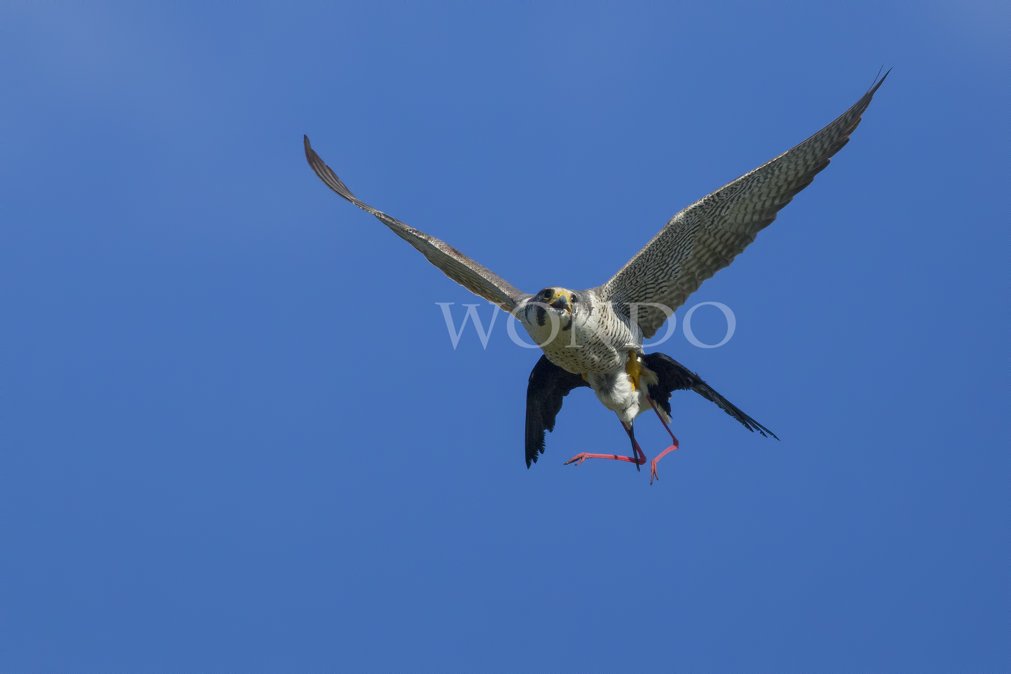 la fine del cavaliere......