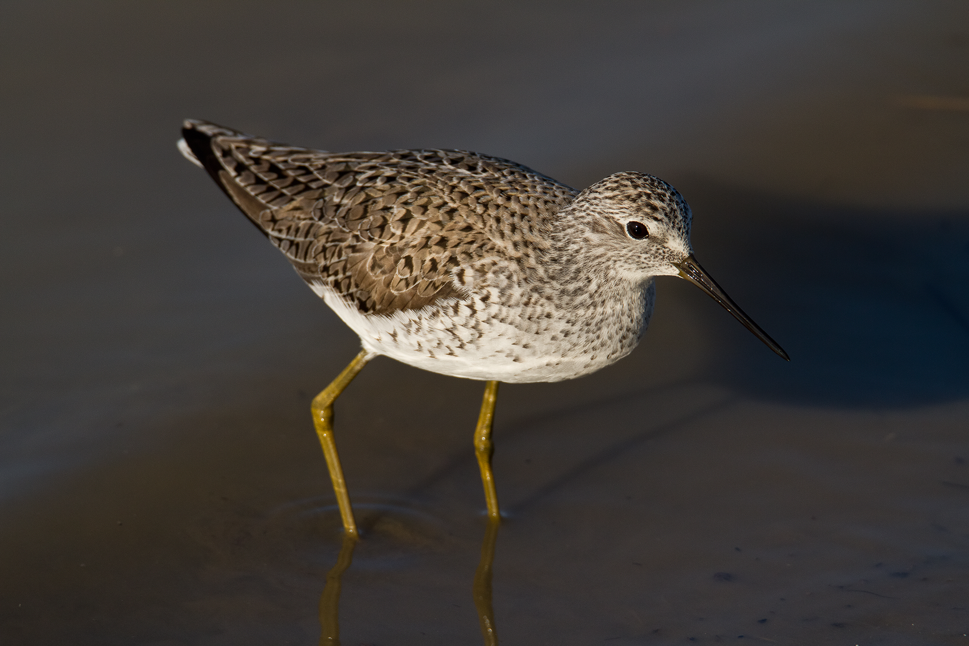 sandpipers boschereccio
