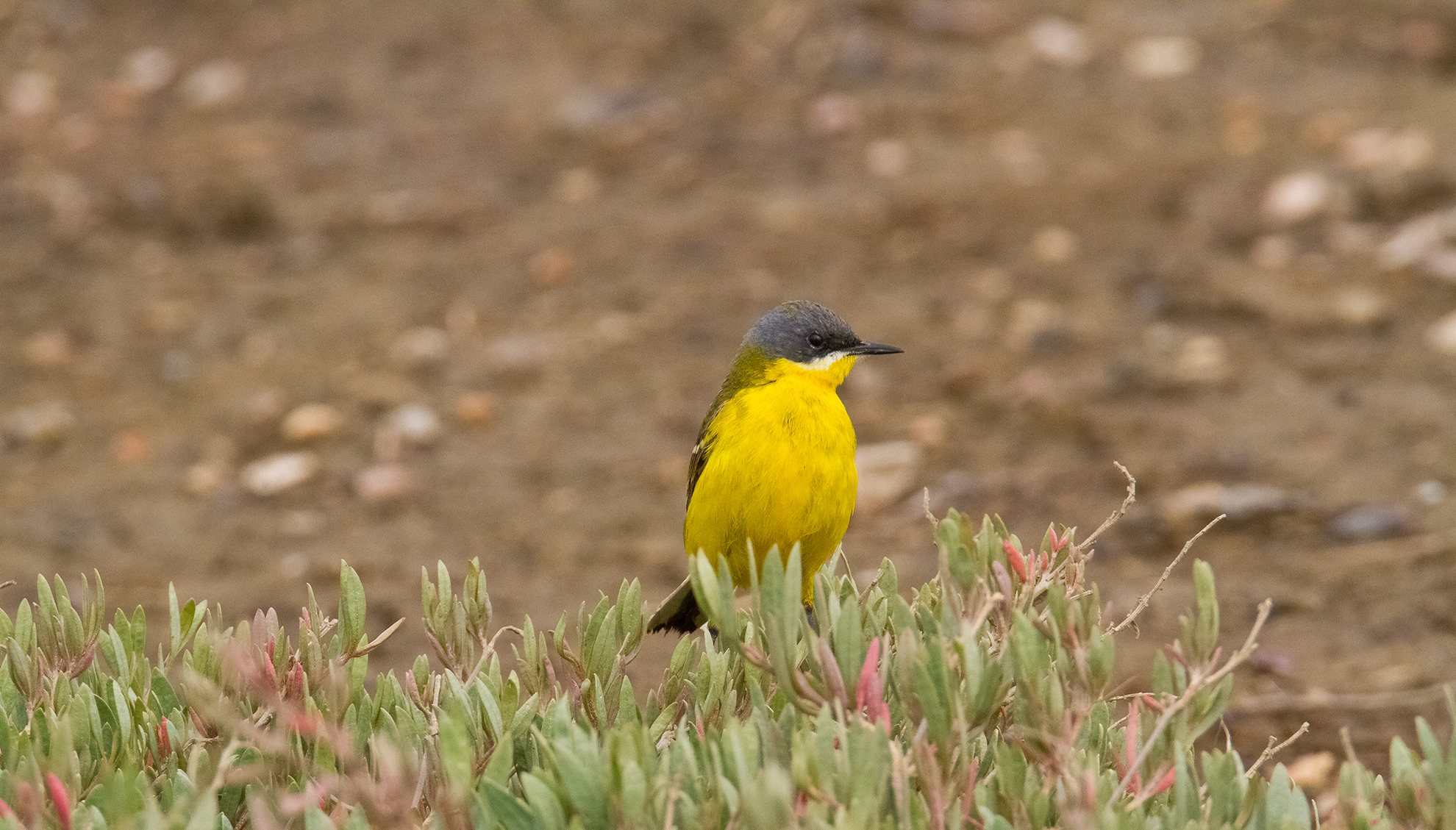 wagtail