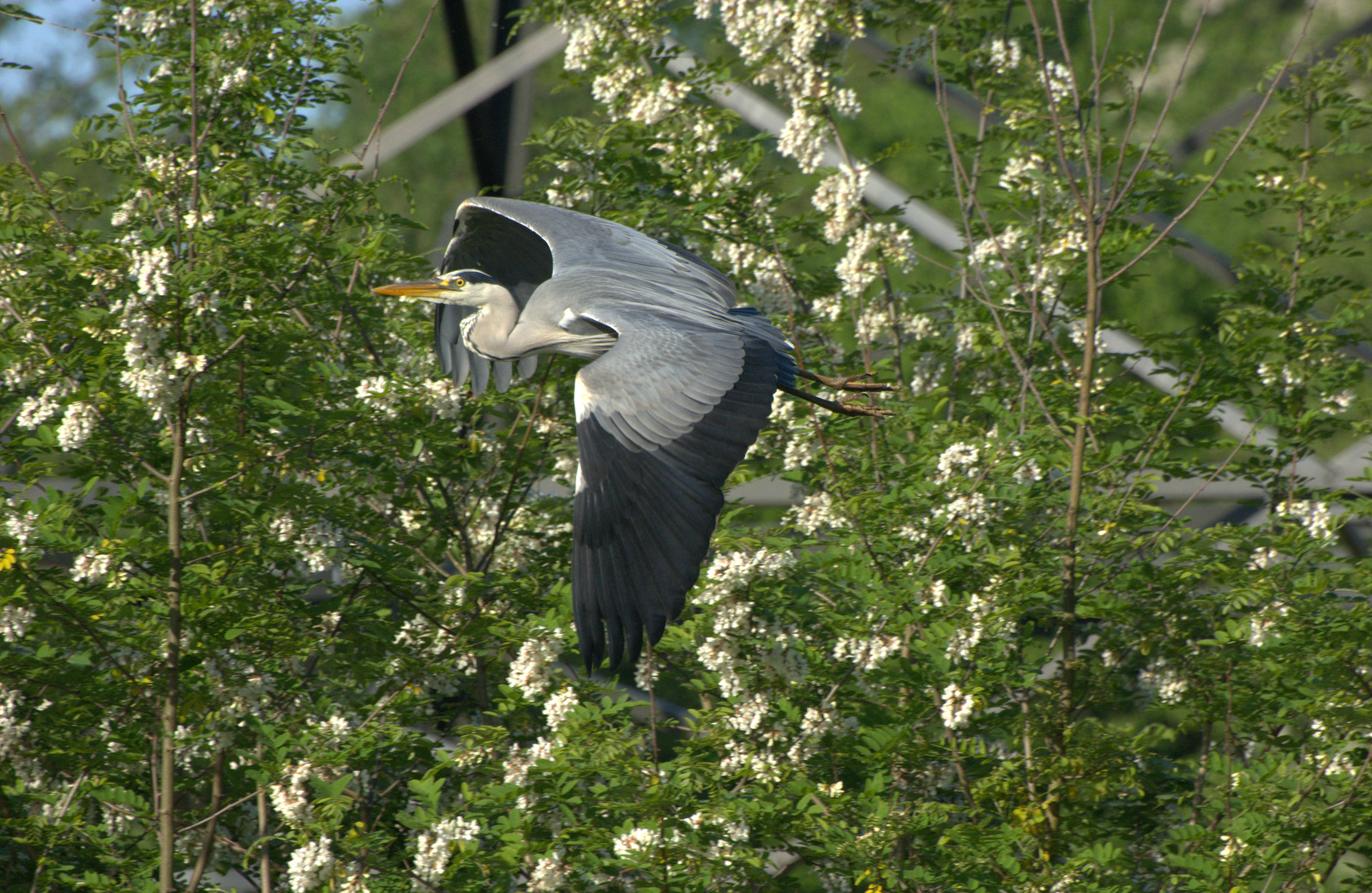 In volo tra i fiori