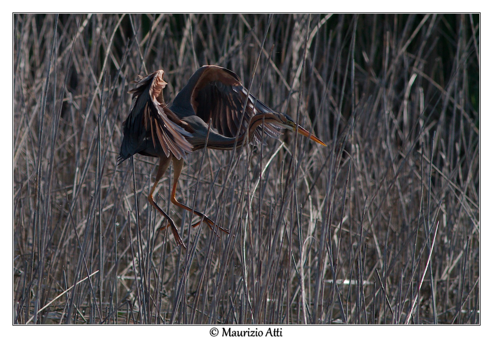 Arrivo..... pista.....