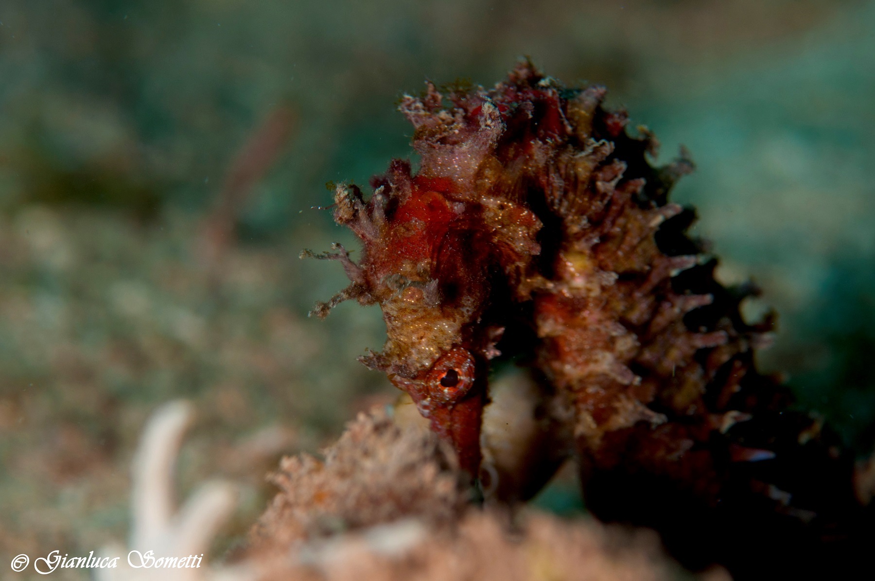 Puerto Galera / seahorse in the fog