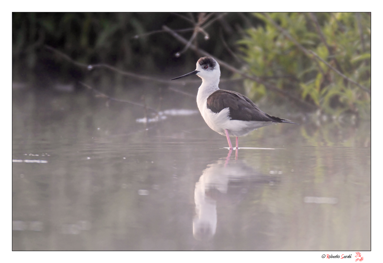 Tra le nebbie all' alba